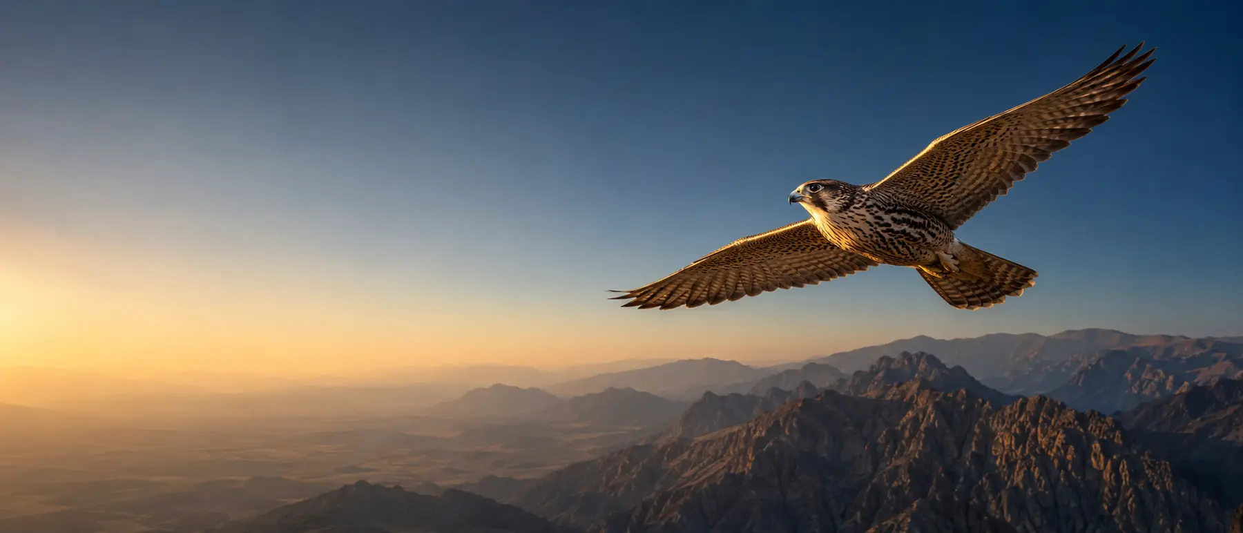 Falcon flying over the mountains of Oman at sunrise